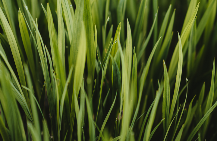 Rasensorten: Welche Grasarten passen zu Ihrem Rasen?