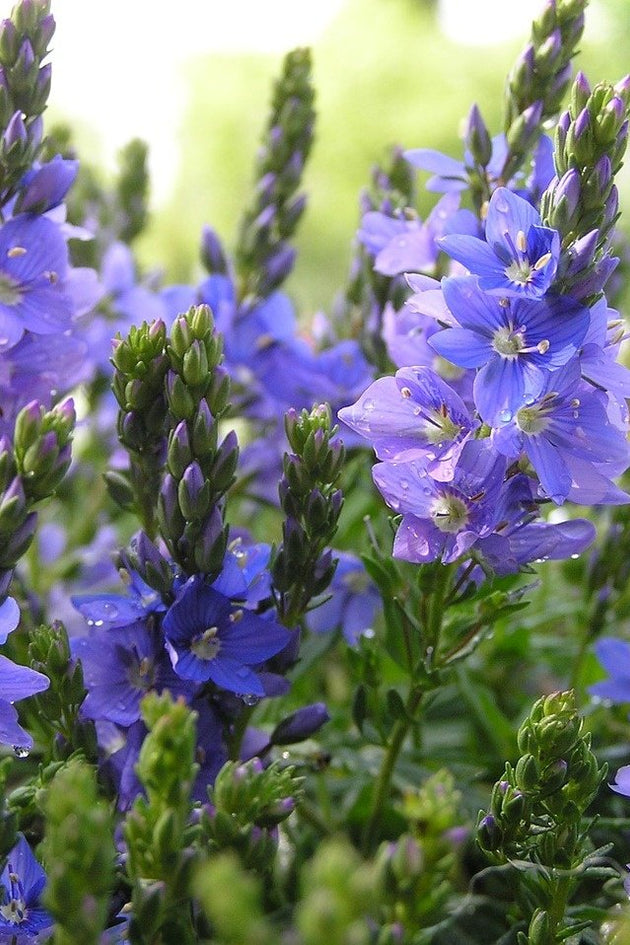 Bodembedekkers zaaien tegen onkruid