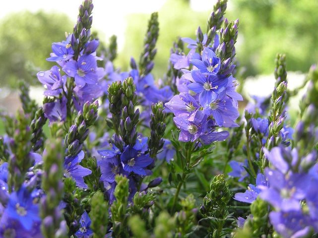 Bodendecker gegen Unkraut aussäen