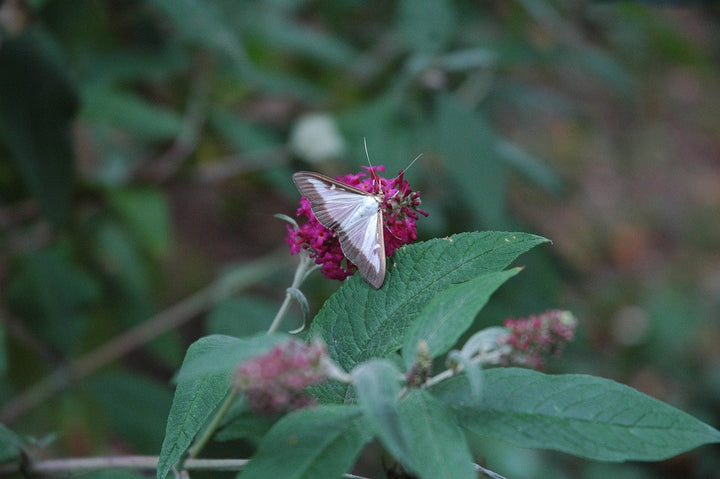 Buchsbaumzünsler bekämpfen