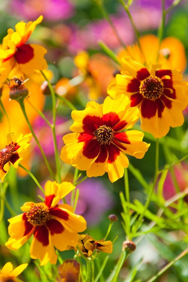 Meisjesogen - Coreopsis tinctorea