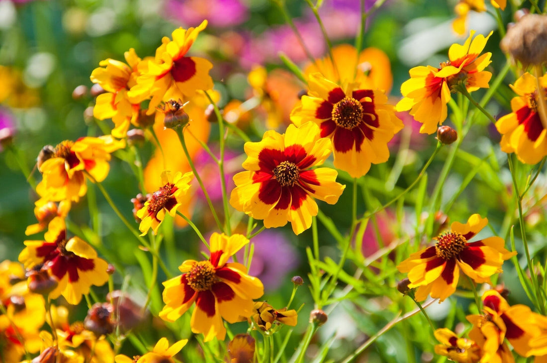 Meisjesogen - Coreopsis tinctorea