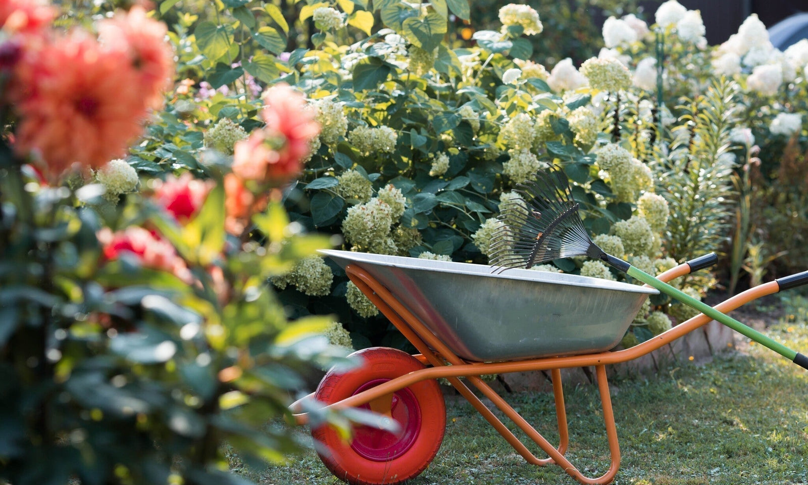 Gartenkalender September: Säen, Rasen pflegen & mehr