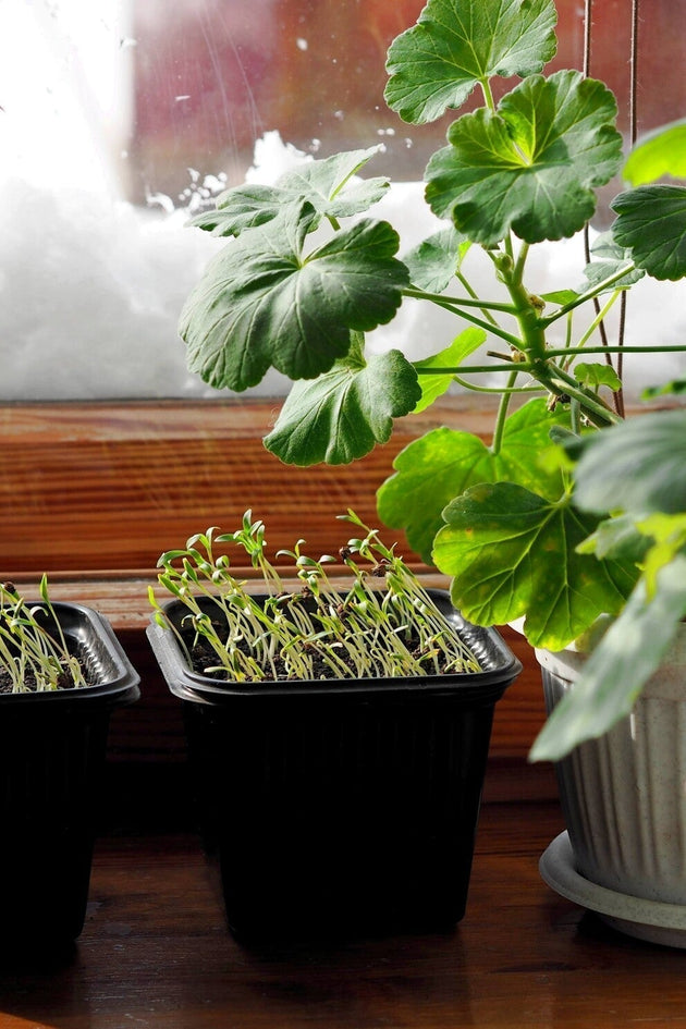 December zaaikalender