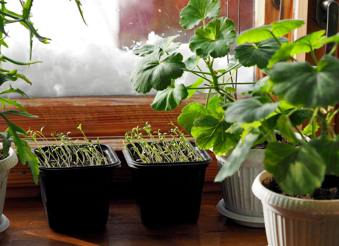 December zaaikalender