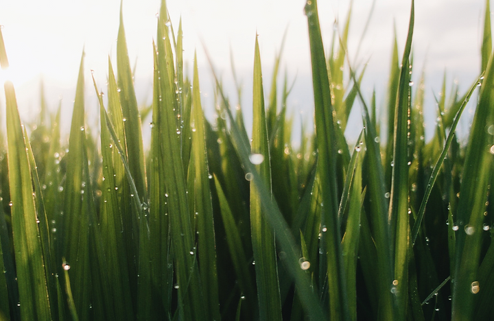 Rasensamen: Häufig gestellte Fragen