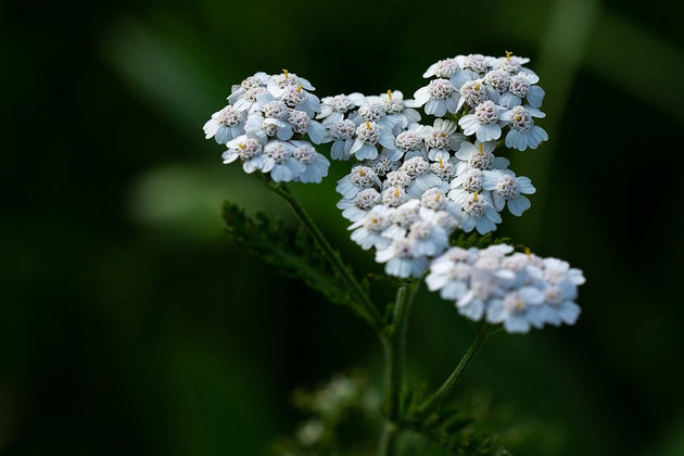 duizendblad-achillea-millefolium