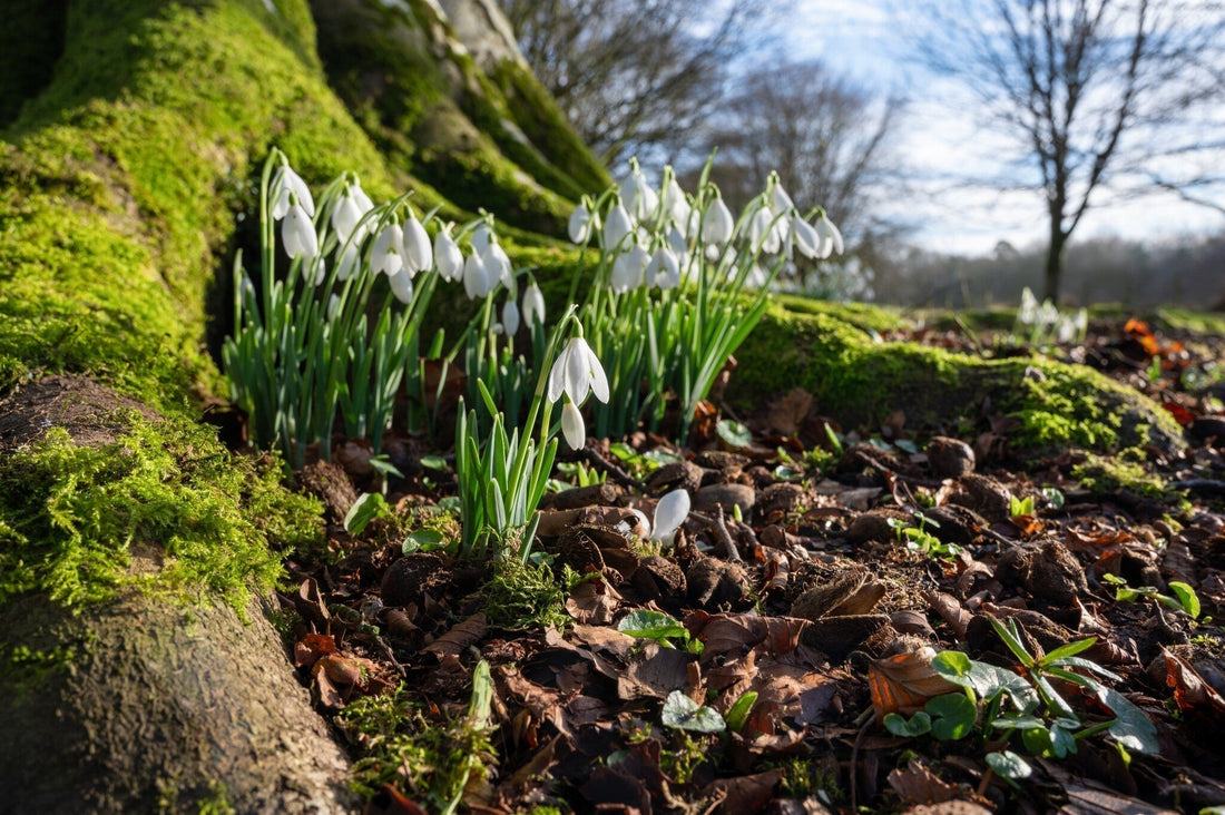Februari tuinkalender