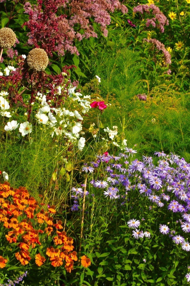 Geurende planten in de tuin