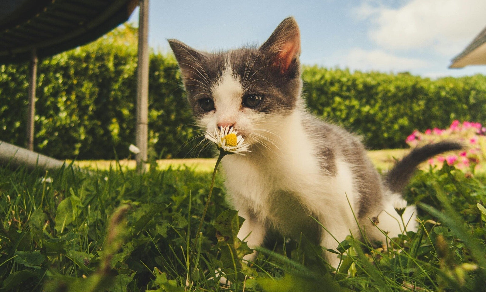 Giftige Pflanzen für Katzen