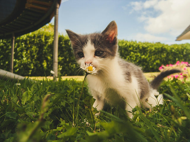 Giftige Pflanzen für Katzen