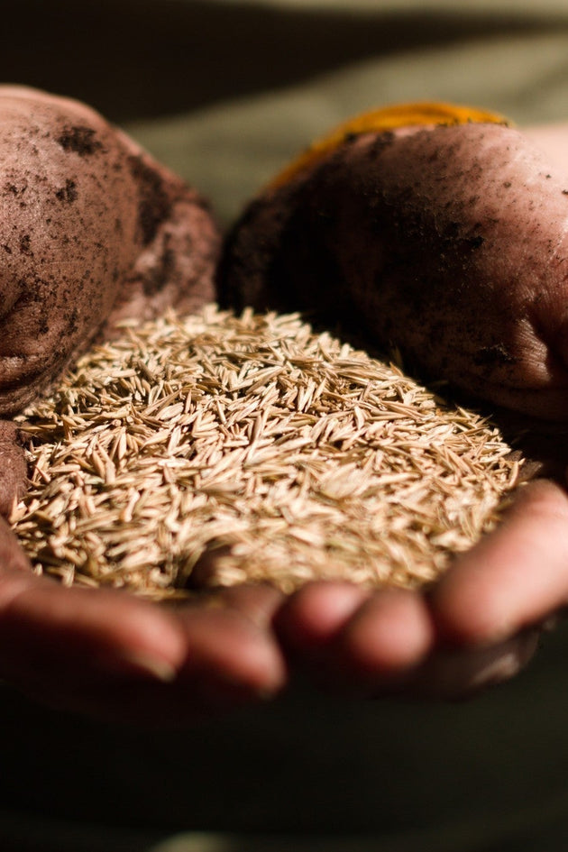 Graszaad_in_hand