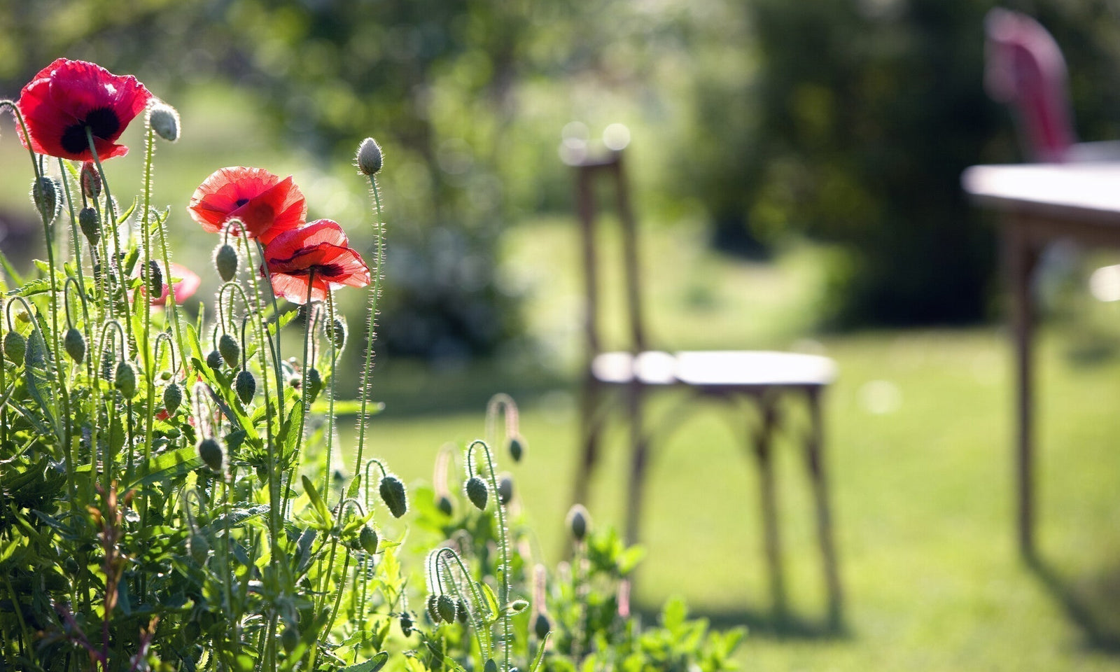 In 5 Schritten zum grünen Garten