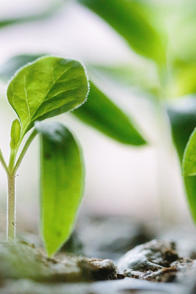 Het hele jaar door zaaien