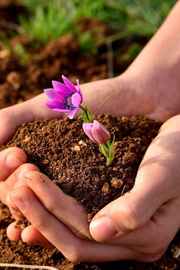 Hoe snel komen bloemzaadjes uit