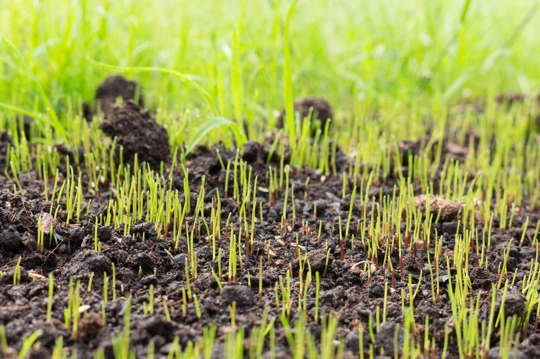 Hoelang duurt het ontkiemen van graszaad
