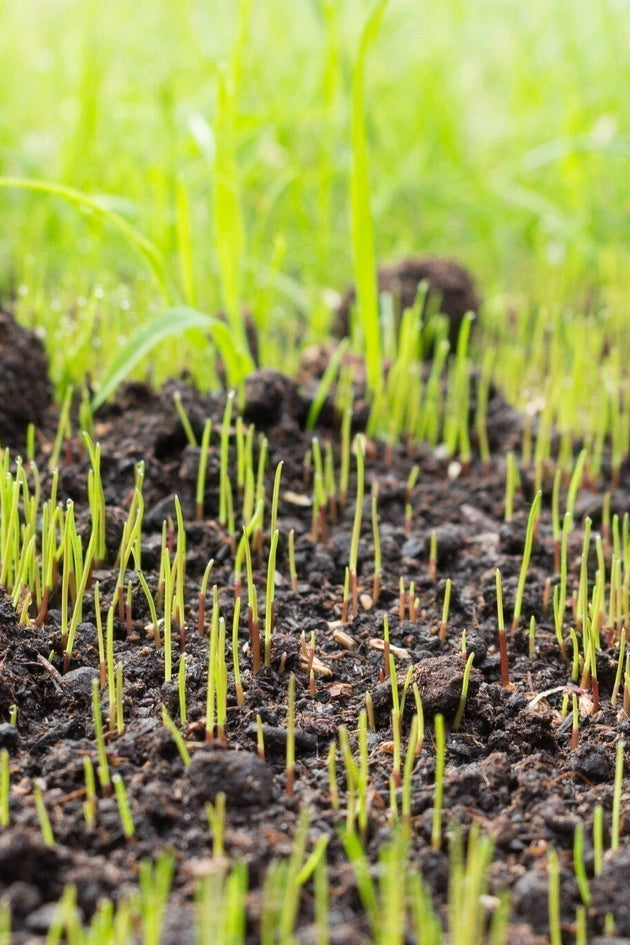Hoelang duurt het ontkiemen van graszaad