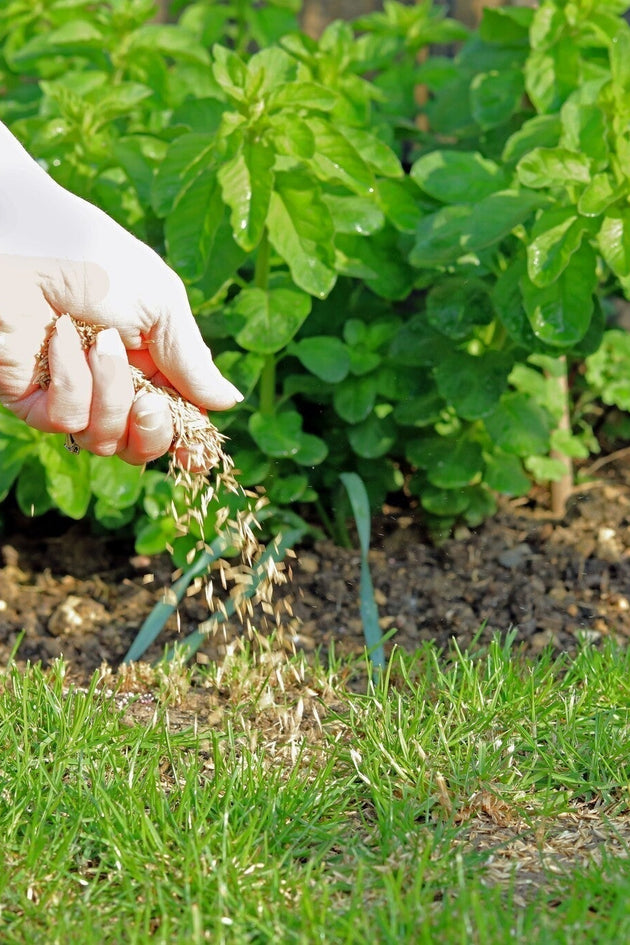 Hoeveel graszaad heb ik nodig