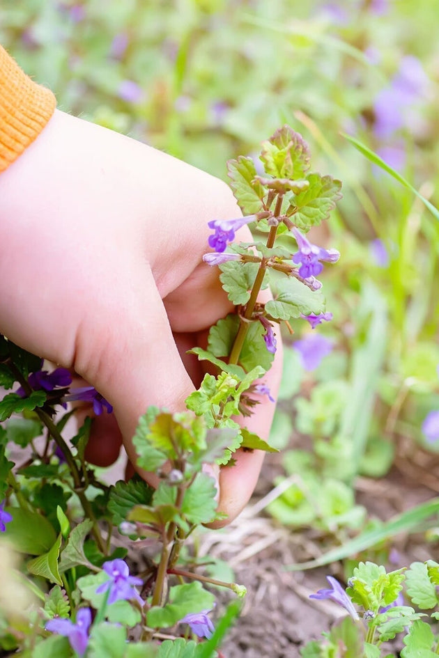 Hondsdraf in je gazon bestrijden