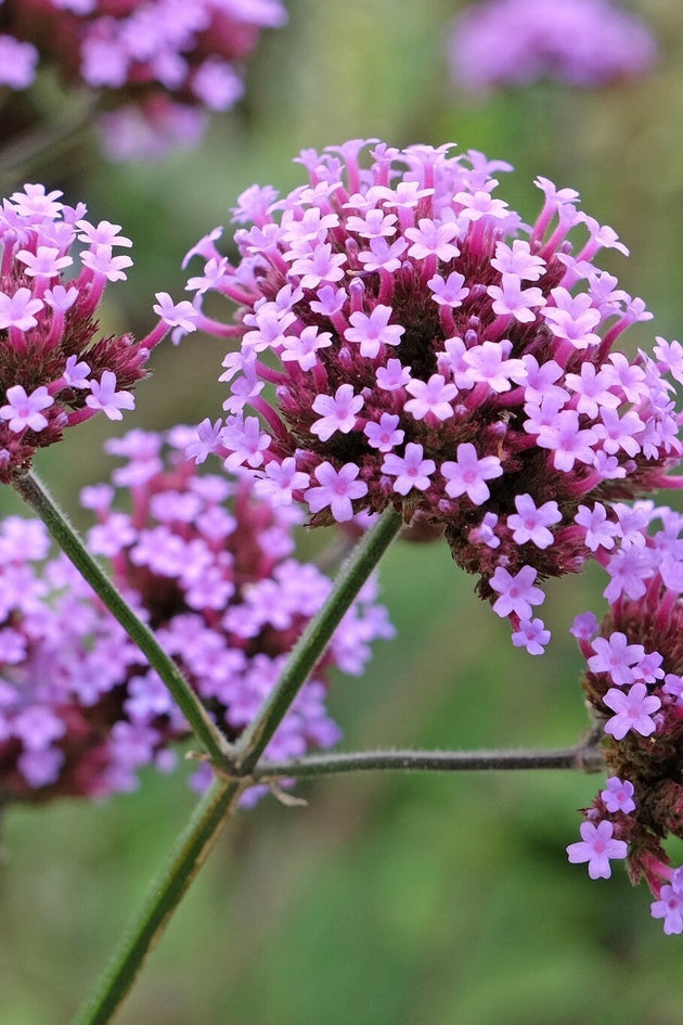 Ijzerhard Verbena