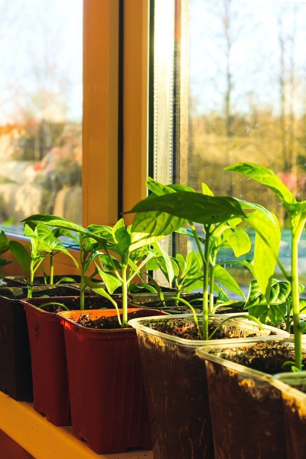 Januari zaaikalender