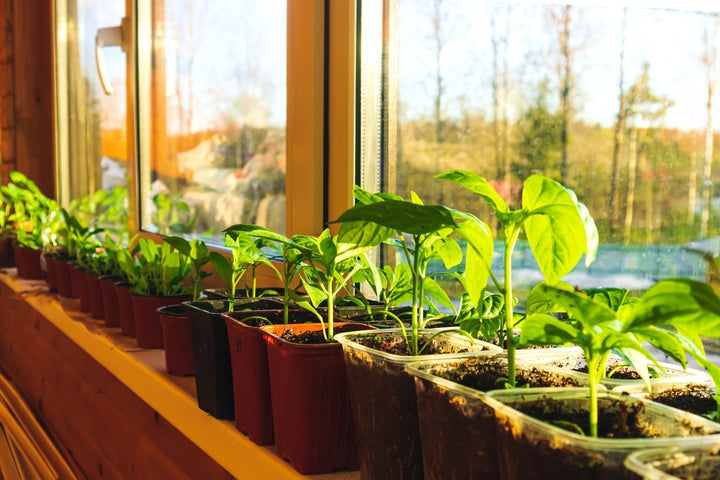 Aussaat im Januar - Aussaatkalender