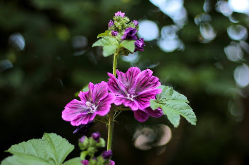 kennisbank-groot-kaasjeskruid