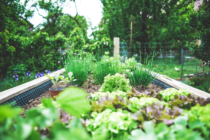 Kräutergarten anlegen: Kräuter selbst anbauen