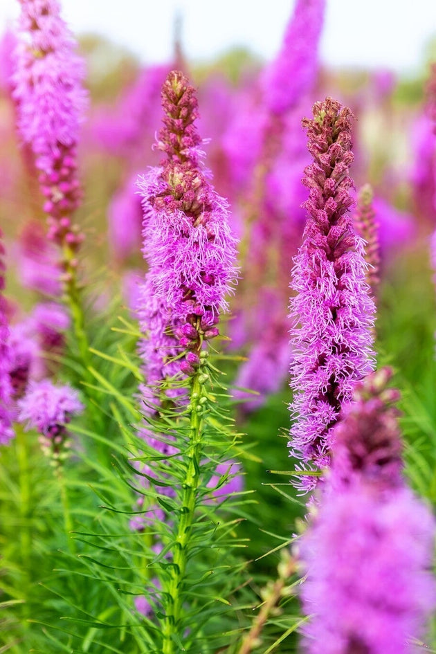 Lampenpoetser - Liatris