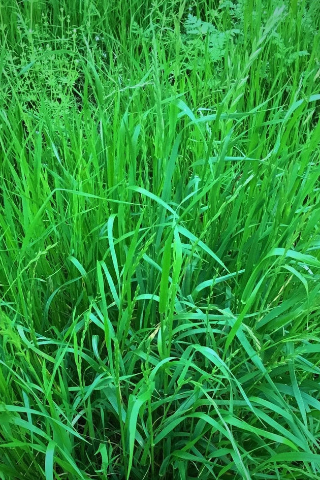 Lolium-Multiflorum-Kennisbank-italiaans