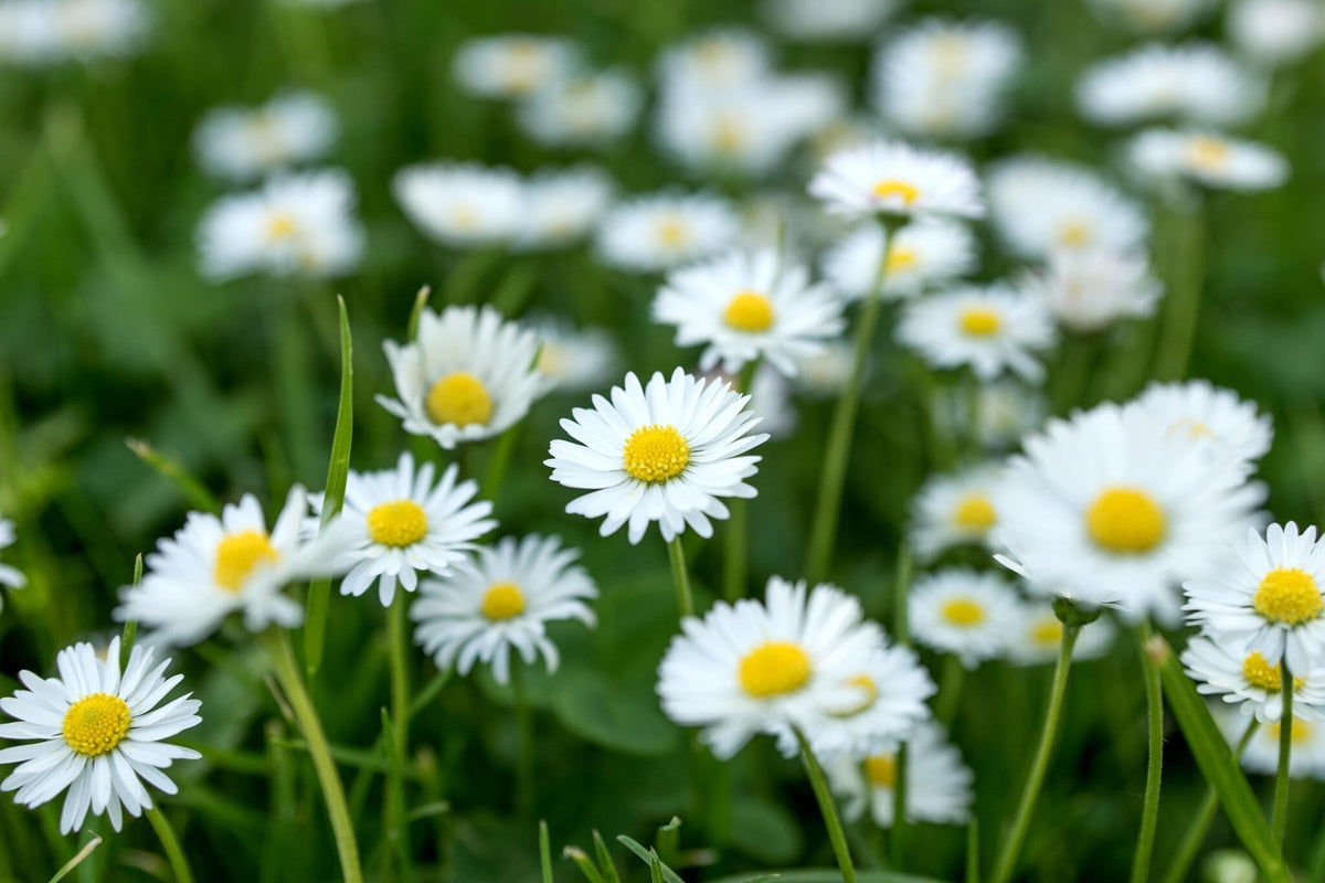 Madeliefje bellis perennis