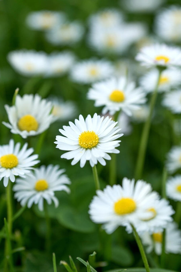 Madeliefje bellis perennis