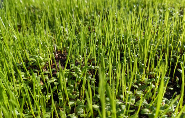 Einen nachhaltigen Rasen anlegen mit Mikroklee