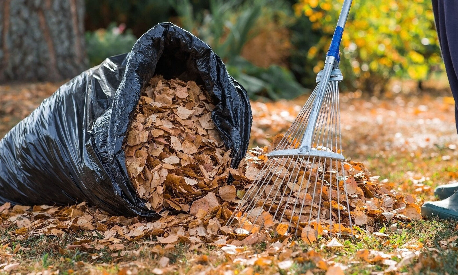 Mulch aus Herbstlaub herstellen