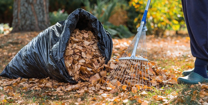 Mulch aus Herbstlaub herstellen