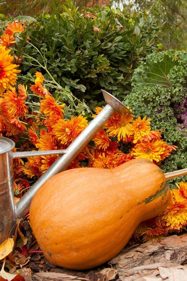 November zaaikalender