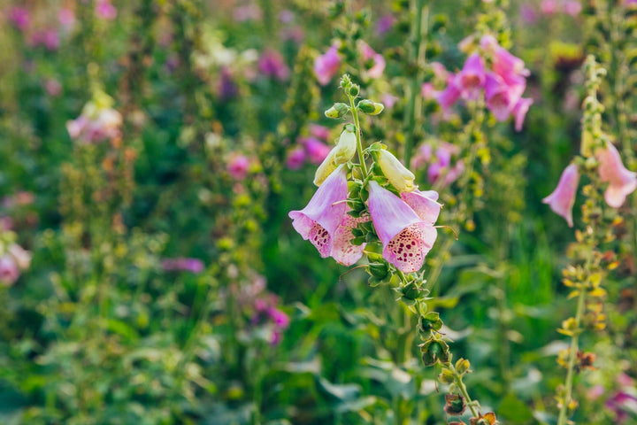 Wildblumen für Ihre Blumenwiese