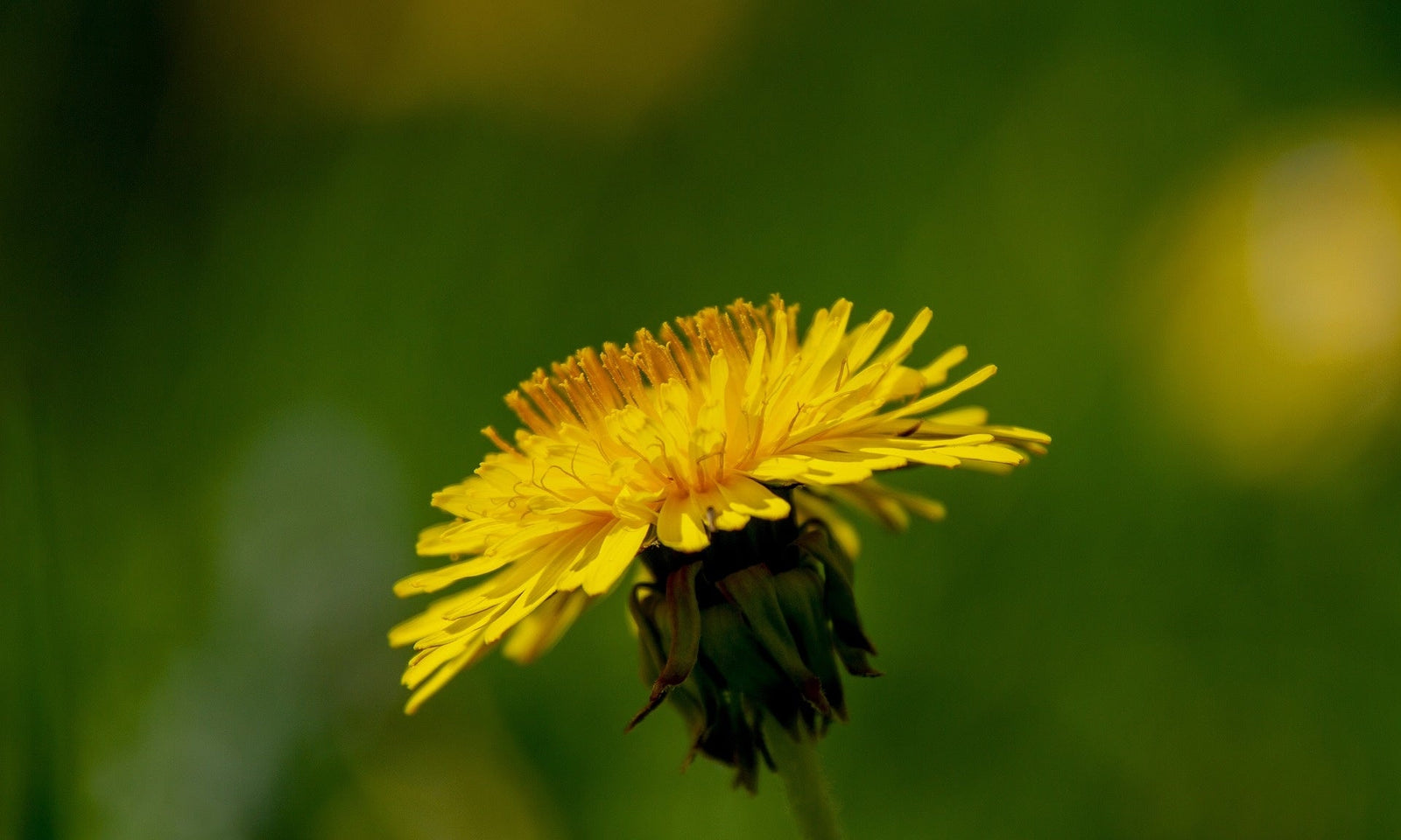Löwenzahn - Taraxacum officinale