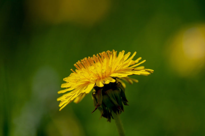 Löwenzahn - Taraxacum officinale