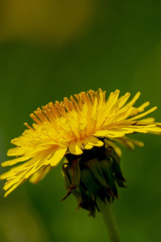 Paardenbloem_kennisbank