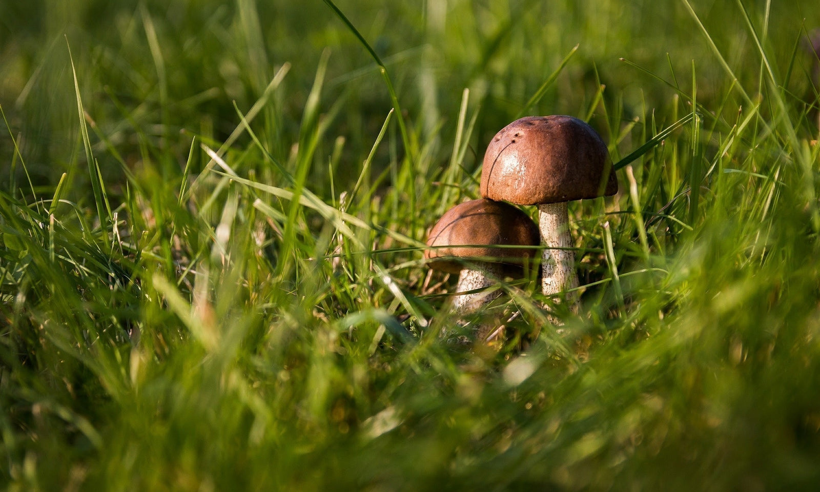 Pilze im Rasen bekämpfen