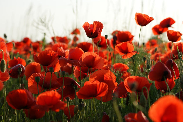 Papavers