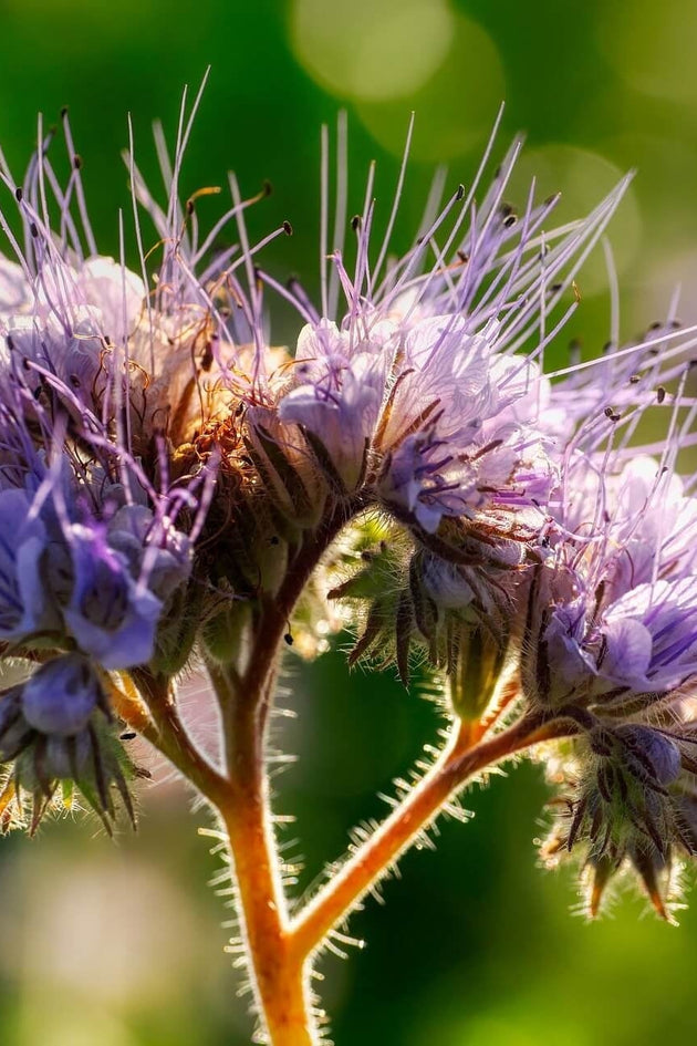Phacelia tanacetifolia - Bienenfreund  Mulder Retail B.V.