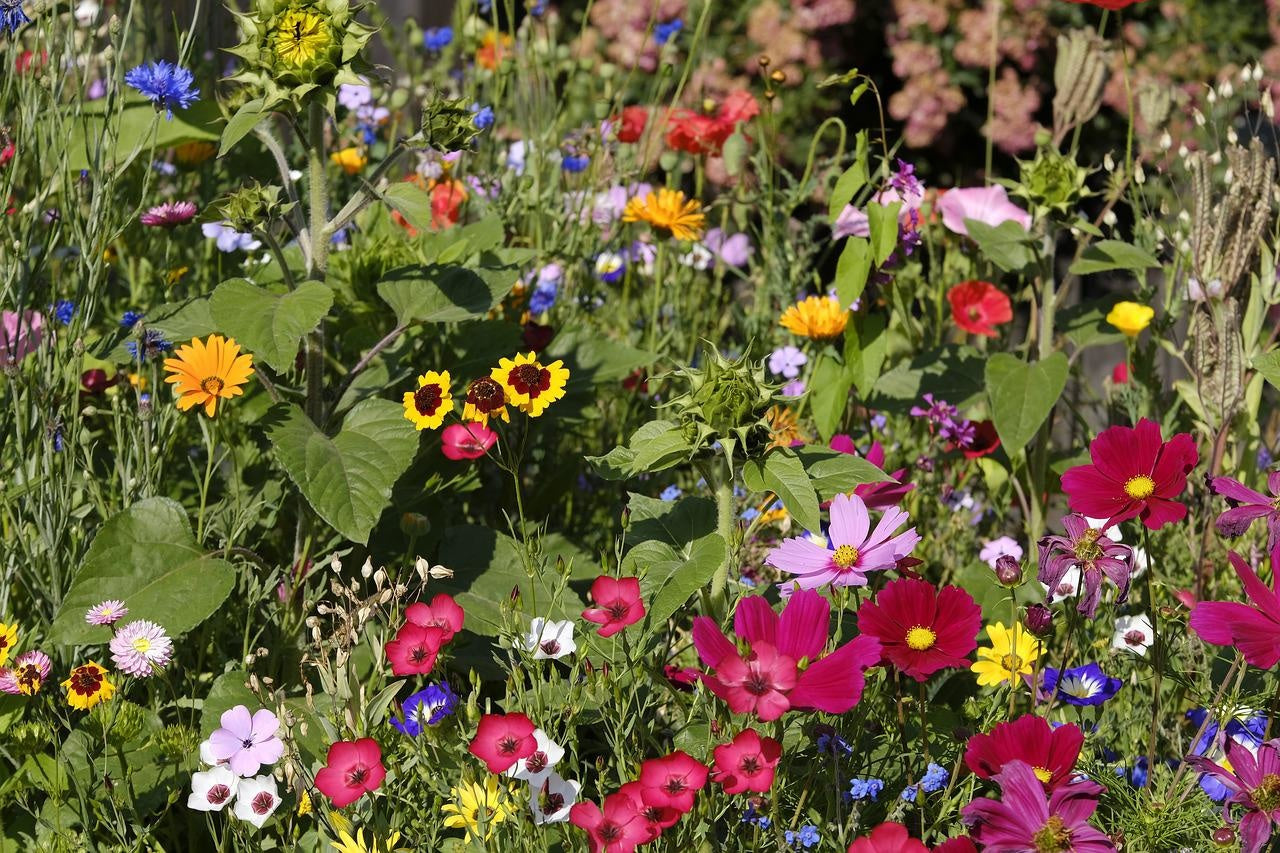Schnittblumen im eigenen Garten säen!