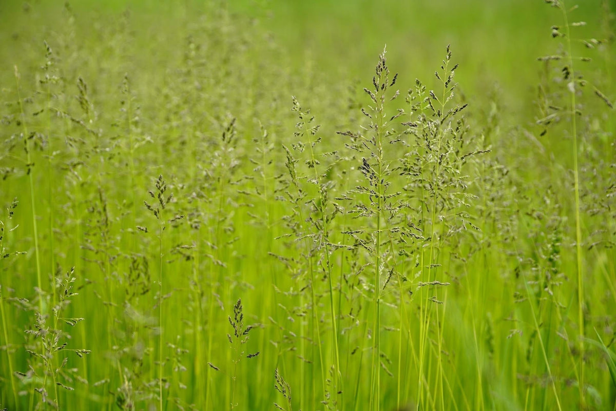 Poa_pratensis_veldbeemdgras_kennisbank