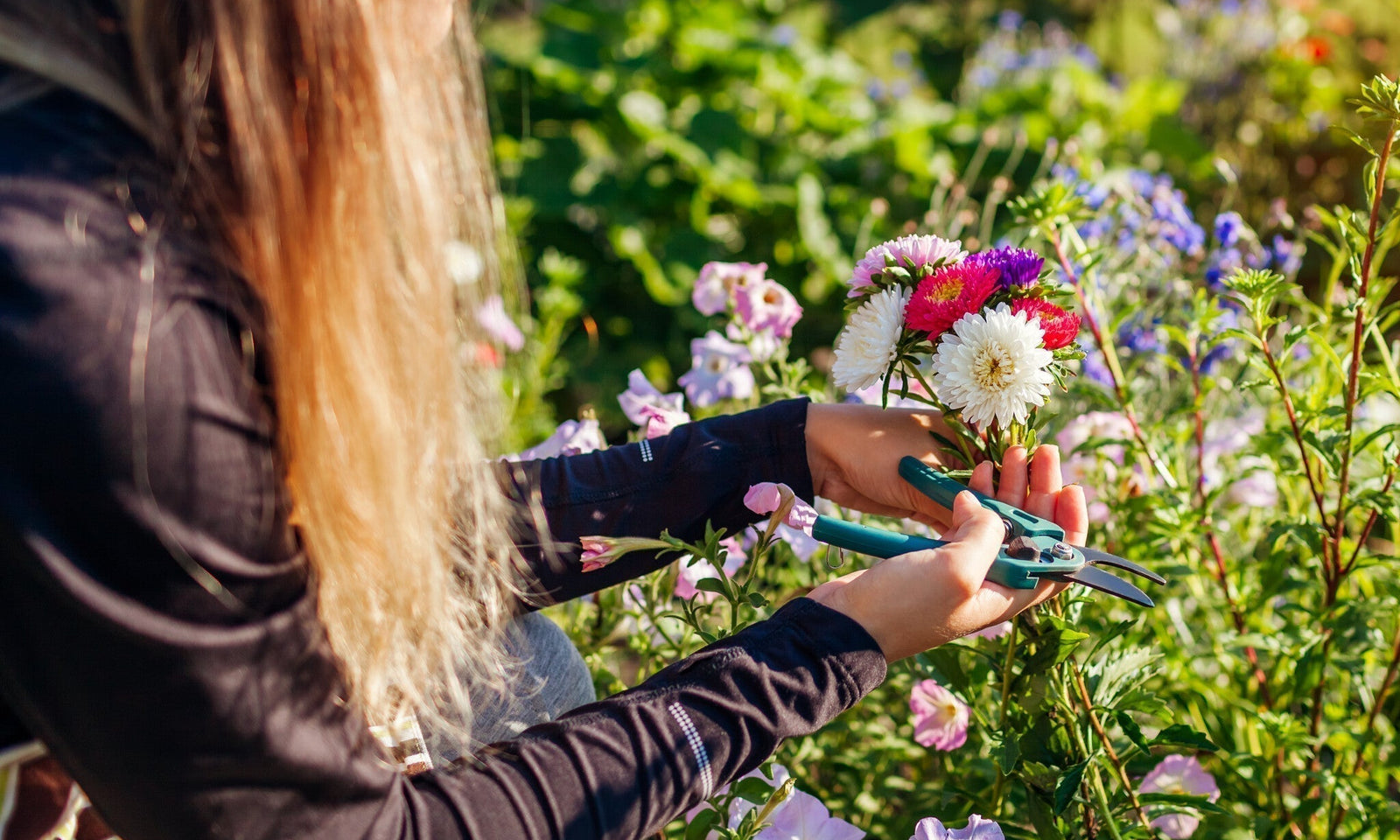 Beliebte Schnittblumen für den Garten