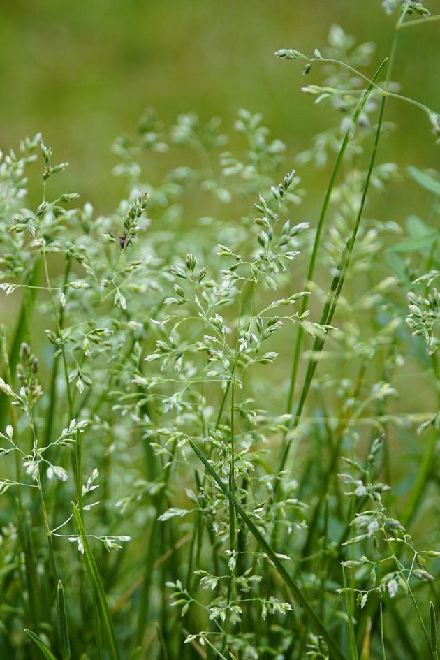 Ruwbeemdgras_kennisbank