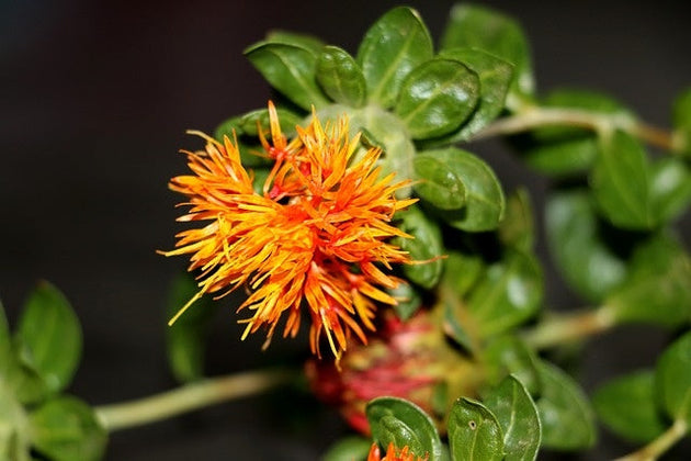 Saffloer