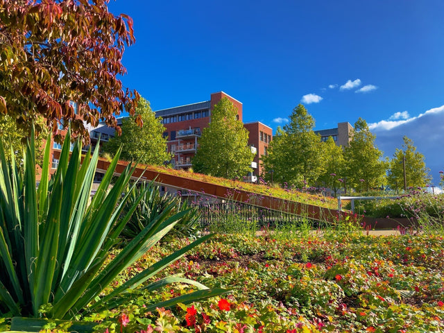 Ein Sedumdach selbst anlegen