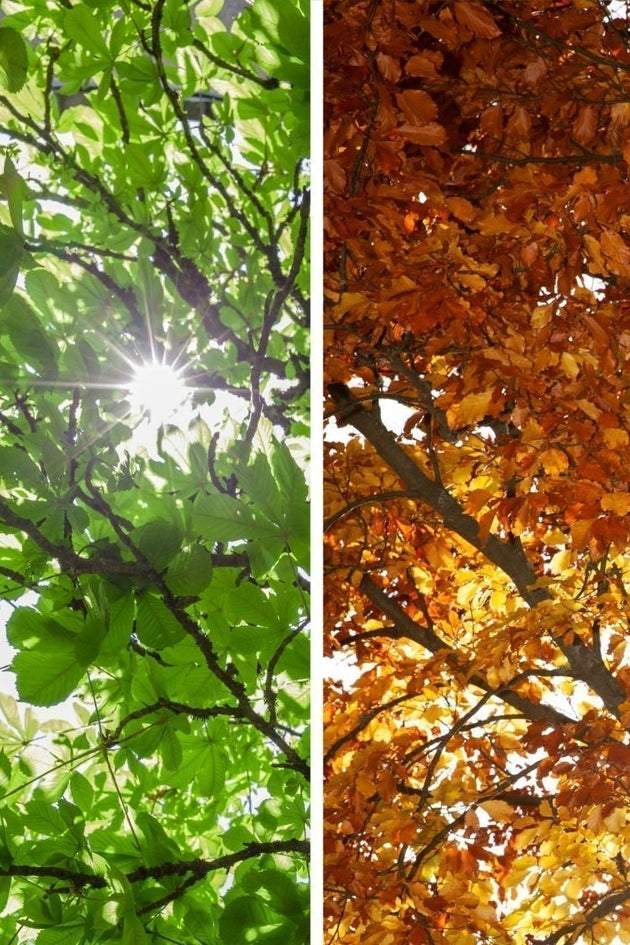 Seizoensgebonden bemesting